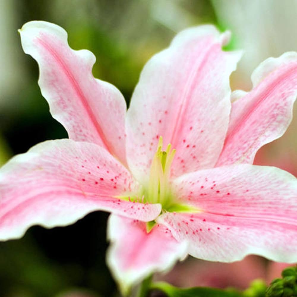 Blue (heart lily Lilium spp. flower) for planting in garden